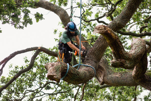 How Our Tree Care Process Works  in  Pajaro, CA