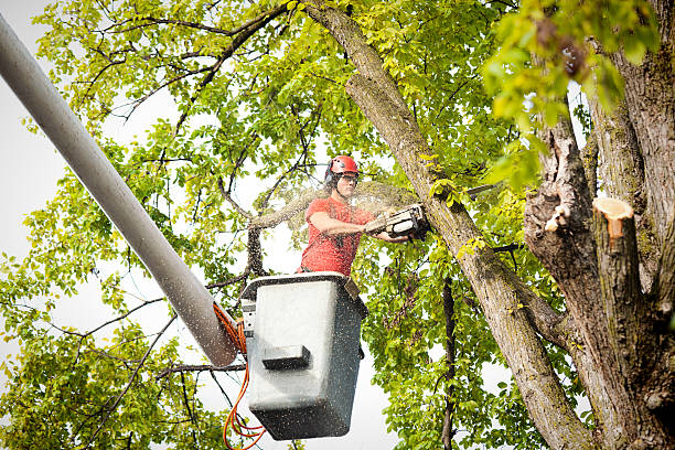 Best Stump Grinding and Removal  in Pajaro, CA