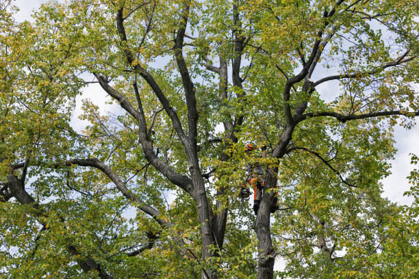  Pajaro, CA Tree Services Pros